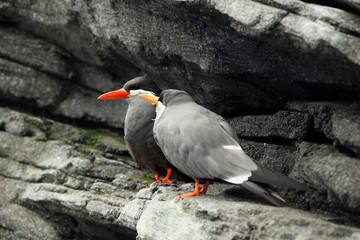 Pair of Inca terns (Larosterna inca) sitting on the black rock in the shore