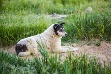Obraz premium dog playing on grass. dog sporting in nature. big cute dog on sunny day in meadow