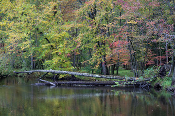 Fototapeta na wymiar Autumn Forest next to a River