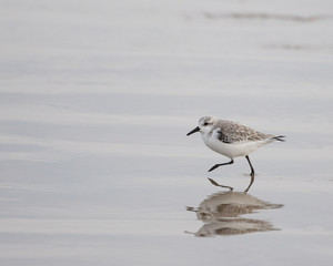 Young Seagull on Mirror Sandy Beach