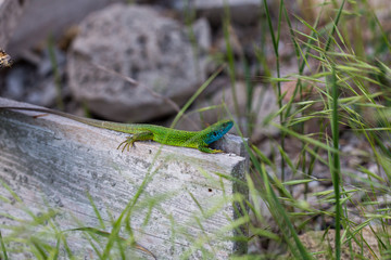 lizard green Lacerta viridis. A green lizard in a natural habitat. Lacerta viridis close-up.