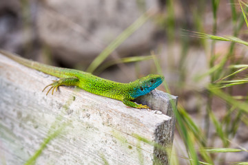 Naklejka na ściany i meble lizard green Lacerta viridis. A green lizard in a natural habitat. Lacerta viridis close-up.