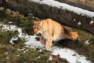 The eaurasian lynx (Lynx lynx) slipping under log in the winter with snow