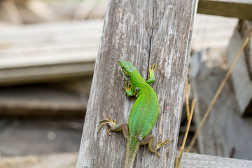 lizard green Lacerta viridis. A green lizard in a natural habitat. Lacerta viridis close-up.