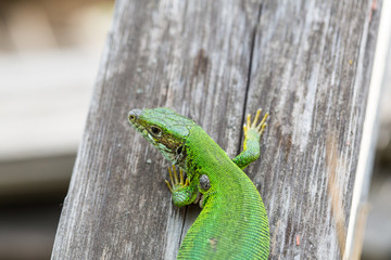 lizard green Lacerta viridis. A green lizard in a natural habitat. Lacerta viridis close-up.