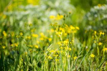 wildflowers. spring meadow flowers. Spring flowers for background. Romantic background