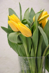 Bouquet of yellow tulips