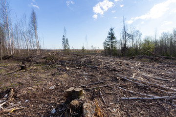 deforestation with a lot of abandoned branches