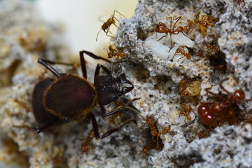 Leaf cutter ant Queen with some of her soldiers.