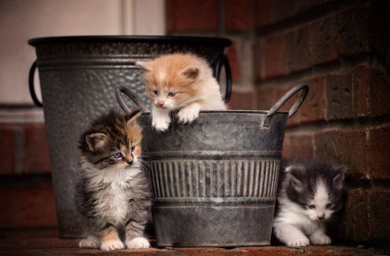 Three Kittens Playing 