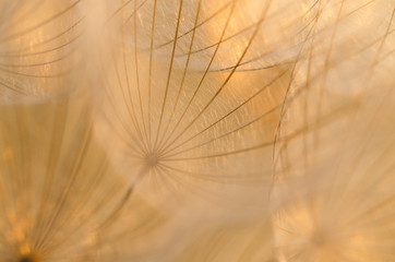 Dry Dandelion Seeds Close-Up. Abstract Background. Soft Focus. Macro.