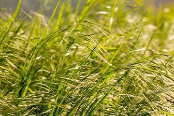 meadow grass close-up. Green field grass in the sun. Green herbal background. Grass background