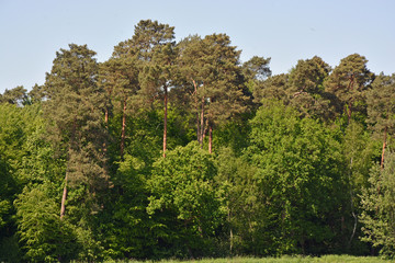 Wald Bäume