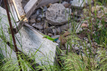 lizard green Lacerta viridis. A green lizard in a natural habitat. Lacerta viridis close-up.