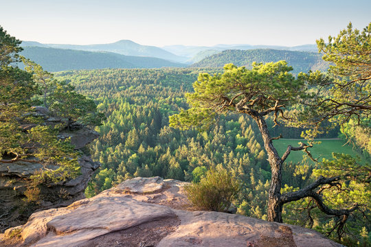 Pf&auml;lzerwaldpanorama im Morgenlicht