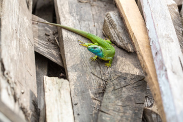 lizard green Lacerta viridis. A green lizard in a natural habitat. Lacerta viridis close-up.