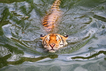 Tiger is swimming in a pond at the zoo.