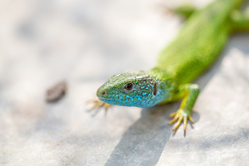 lizard green Lacerta viridis. A green lizard in a natural habitat. Lacerta viridis close-up.