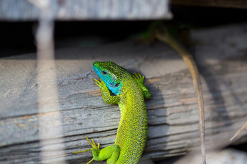 lizard green Lacerta viridis. A green lizard in a natural habitat. Lacerta viridis close-up.