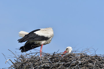 pair of white stork sitting in the nest in the spring pairing season