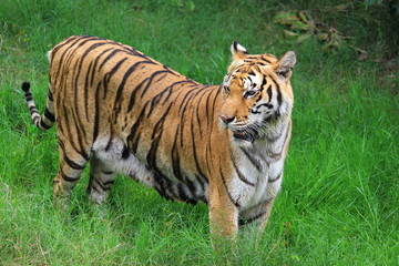 Tigers walk on grass, live in zoos.