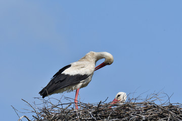 pair of white stork sitting in the nest in the spring pairing season
