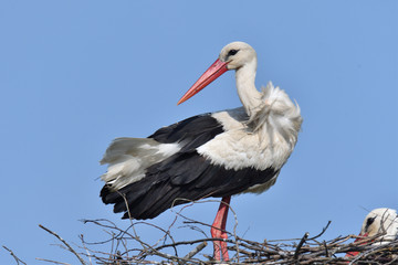 pair of white stork sitting in the nest in the spring pairing season