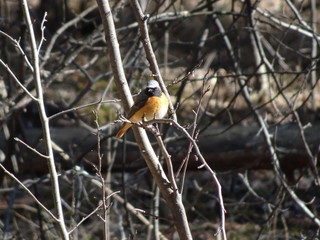 Redstart (Phoenicurus phoenicurus) in the natural environment