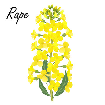 Rape (Brassica napus, rapeseed, colza, oil seed, canola). Realistic vector illustration of rapeseed or cabbage flowers on white background.