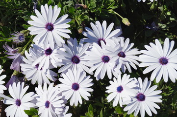 flowers osteospermum