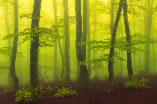 Fototapeta foggy and magic beech forest with beautiful sunlight
