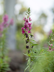 Fototapeta premium Purple, pink, red, flowers in the garden in vintage style soft focus.