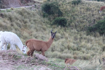 Animal de los Andes