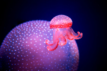 white-spottd jellyfish,Australian spotted jellyfish in glass cabinet.