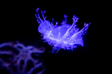 Upside-down jellyfish in glass cabinet.