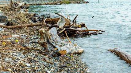 Treibholz am Bodenseeufer