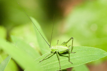 Macrofotografia di un insetto Malachius bipustulatus