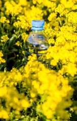 A bottle of drinking water stands among the yellow flowers