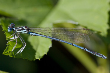 Macrofotografia di un insetto Malachius bipustulatus
