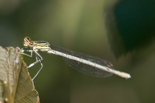 Macrofotografia di un insetto Malachius bipustulatus