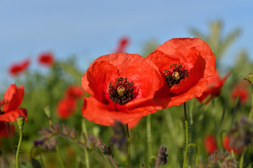 Beautiful Red poppies in field 