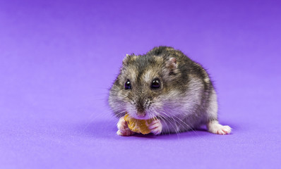 Hamster gray Siberian on a Lilac Blue background. eats