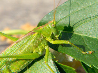 Macrofotografia di un insetto Tettigonia viridissima