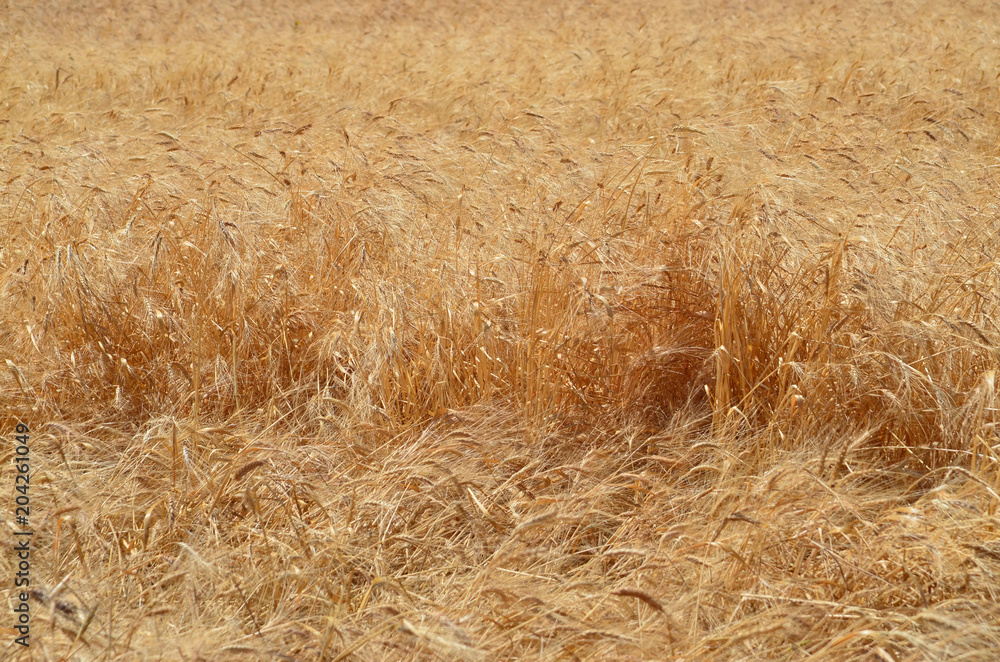 Wall mural sicily wheat 1