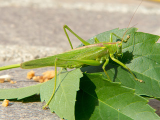 Macrofotografia di un insetto Tettigonia viridissima