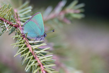 Green hairstreak