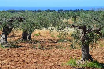 Sicily Olive Grove 1