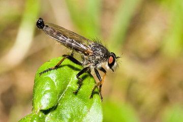 Macrofotografia di un insetto Asilidae