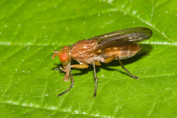 Macrofotografia di un insetto Brachycera