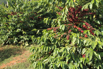 Coffee field